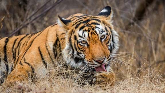 Spot tigers in Sariska Tiger Reserve