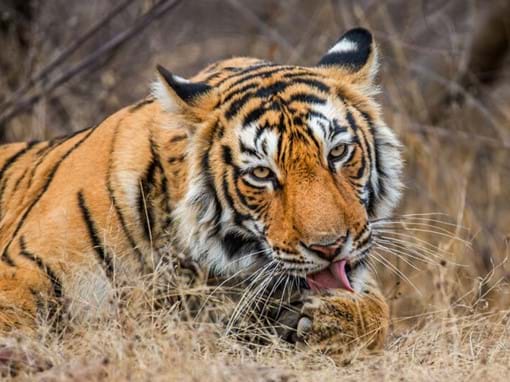 Ranthambhore Tiger, India