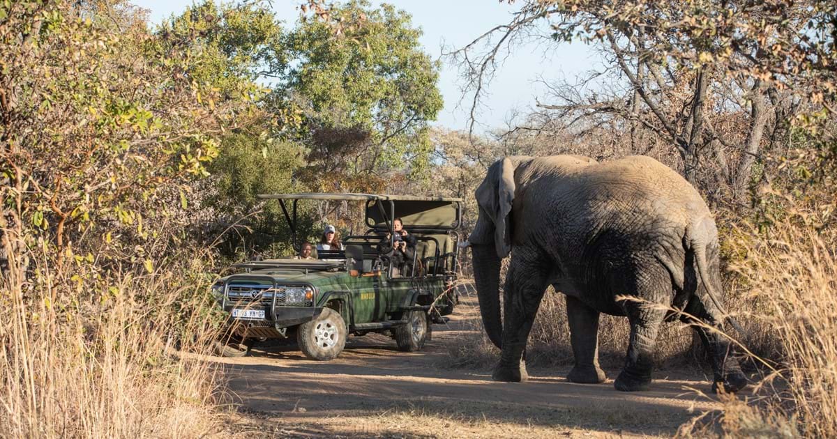 safari in south africa at mabula lodge