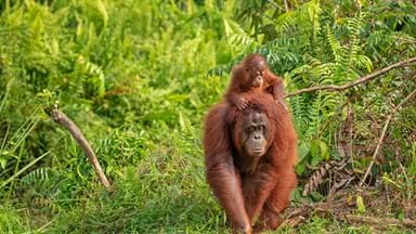 <p>Orangutans in Borneo</p>
