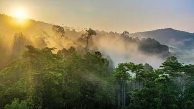 <p>Borneo Rainforest</p>
