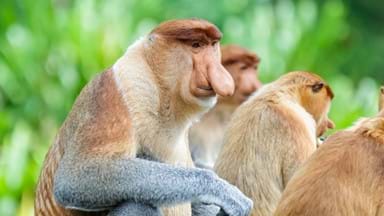 <p>Proboscis Monkey</p>