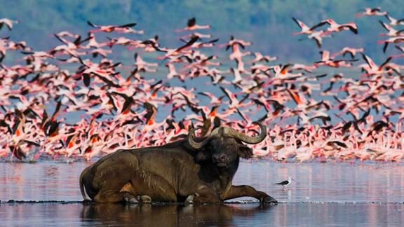 Go birdwatching on Lake Nakuru