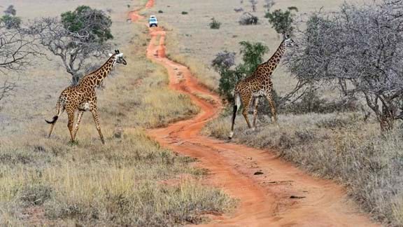 Journey into Masai Mara and see an abundance of wildlife