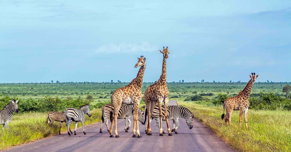south africa safari holidays from ireland
