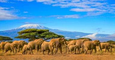 The beautiful Kenyan Elephants