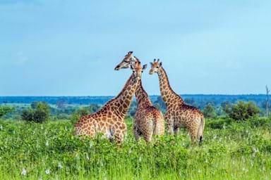 Giraffe in Kruger national park