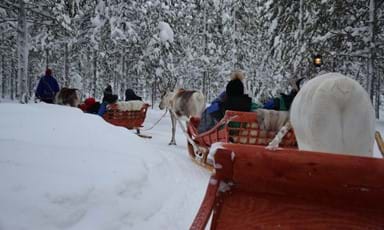 A reindeer sleigh ride through the forests of Swedish Lapland.