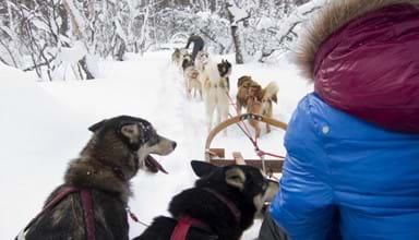 An exhilarating husky ride through the snow-covered forest.