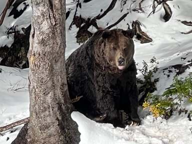 A grizzly bear in the snow! Can it get any more Canadian?