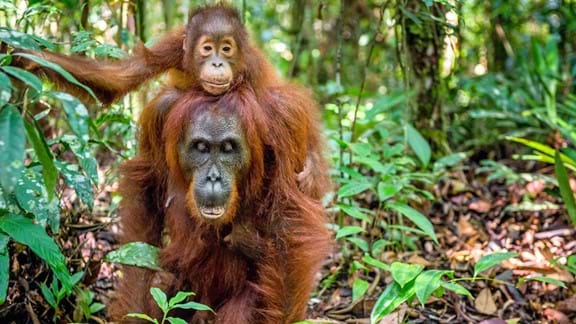 Explore Borneo's rainforest