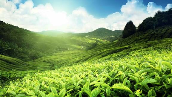The tea plantations of Sri Lanka