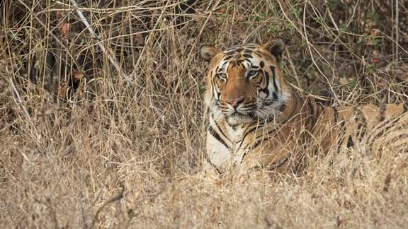 Spot tigers in Ranthambore National Park