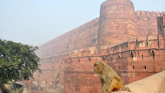 Enjoy the Red Fort's museums