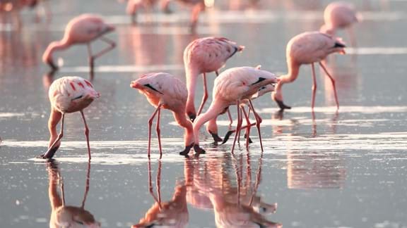 Spot the flamingos