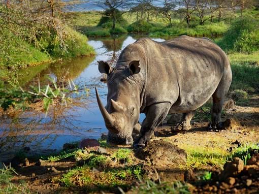 Be lucky enough to see a rare rhino