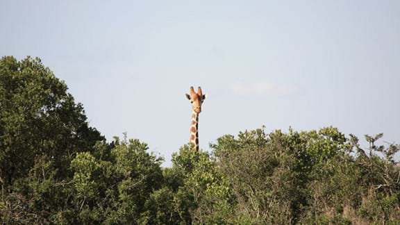 Spot giraffes