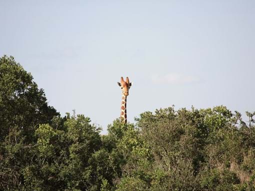 Spot Giraffes