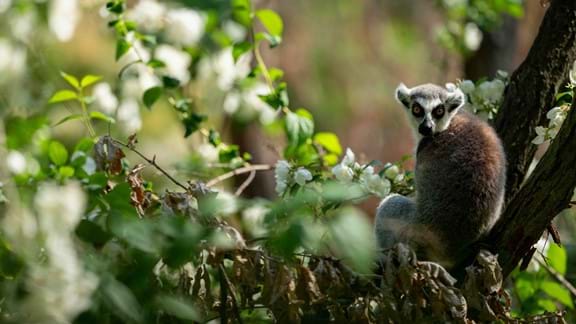 Go lemur spotting