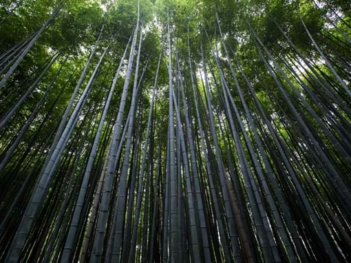 Bamboo forest (Arashiyama, Japan)
