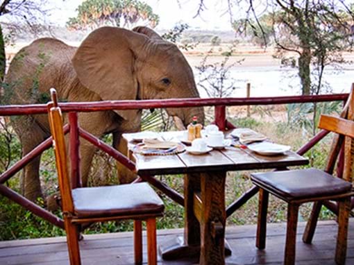 Elephants right at your doorstep!
