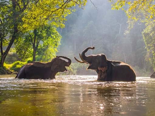 Elephants in Erawan National Park