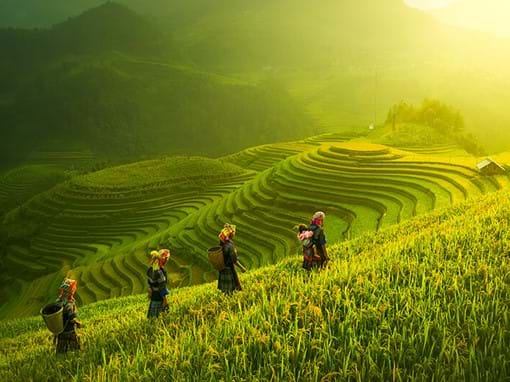 Terraced rice field in Mu Cang Chai Yenbai
