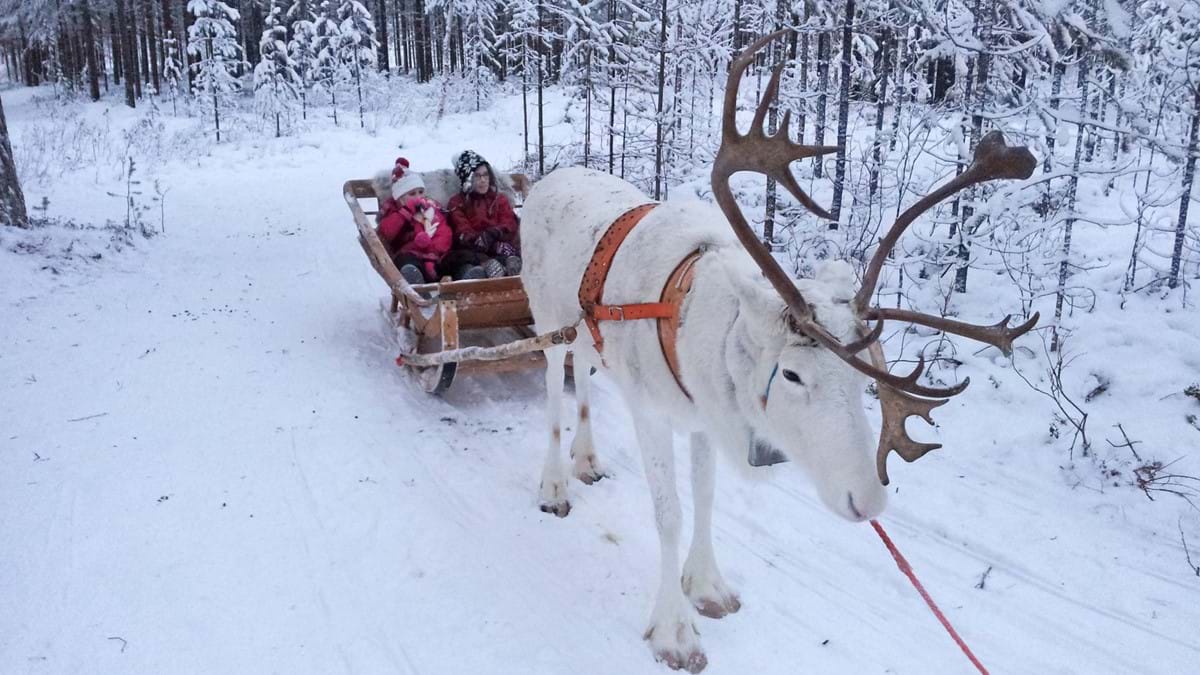 newmarket day trips to lapland