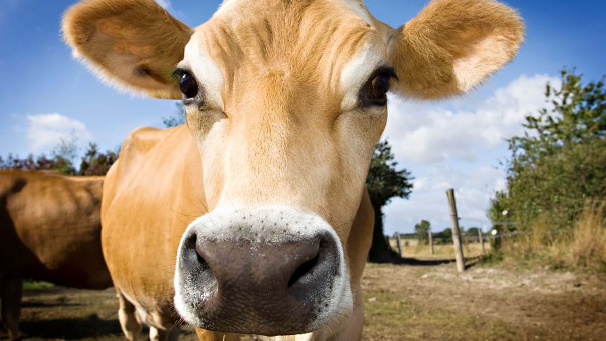 Корова в очках картинки