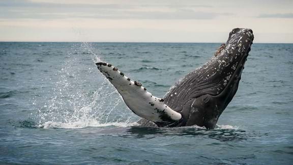 Try whale watching