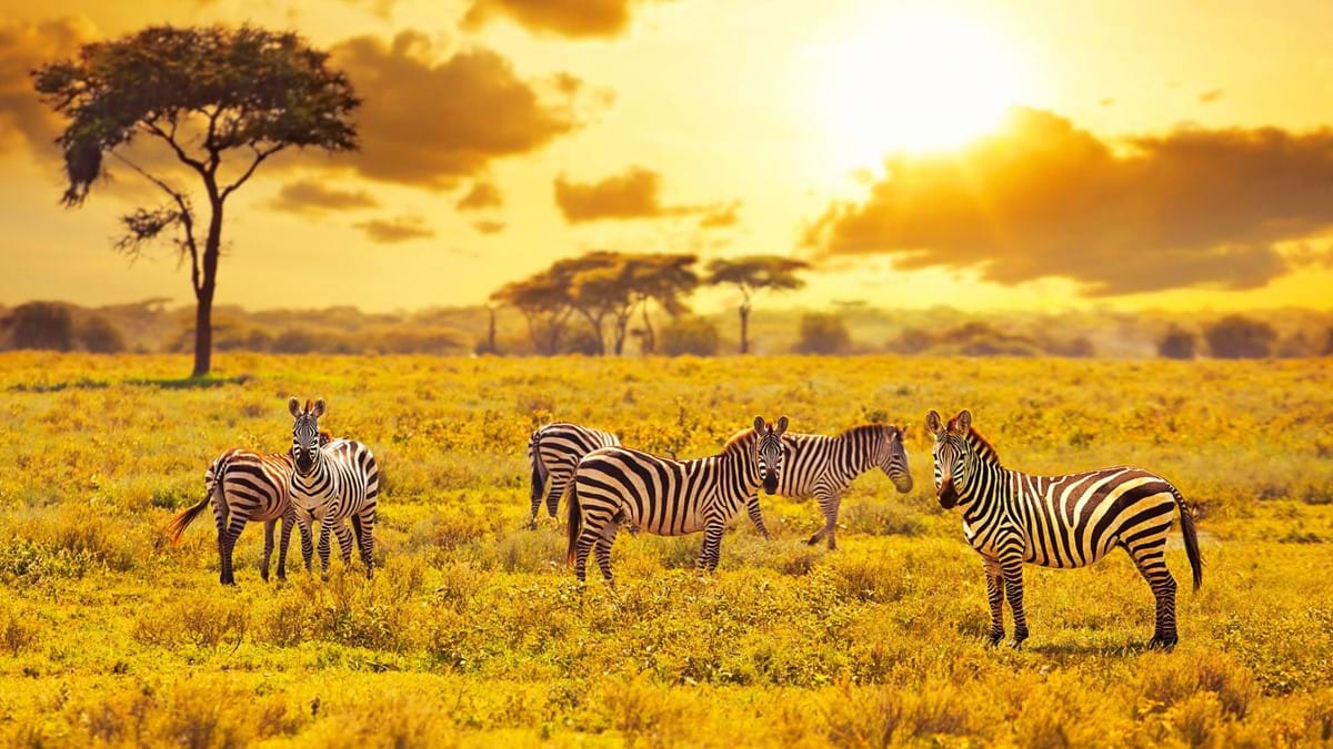 cheap safari holidays in kenya